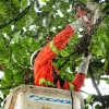 Goiânia realiza mais de 23 mil podas de árvores em 2025 para prevenir danos