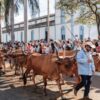 Romaria de Trindade: fé, poeira e tradição nos passos lentos dos carros de boi