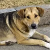 Aumenta abandono de animais nas férias e OAB-GO lança campanha de conscientização