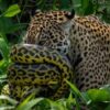 Fotógrafo registra rara luta entre onça-pintada e sucuri no Pantanal