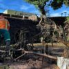 Temporal derruba árvores e mobiliza equipes da Comurg em Goiânia