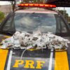 PRF apreende 10 kg de haxixe com passageiras na BR-060