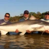 Por que a piraíba pescada no Rio Araguaia não pode ser consumida? Entenda