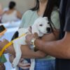 Aparecida celebra 1 ano do “Deu Match Com Meu Pet” com 250 adoções
