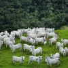 Exigências da UE podem separar animais para exportação